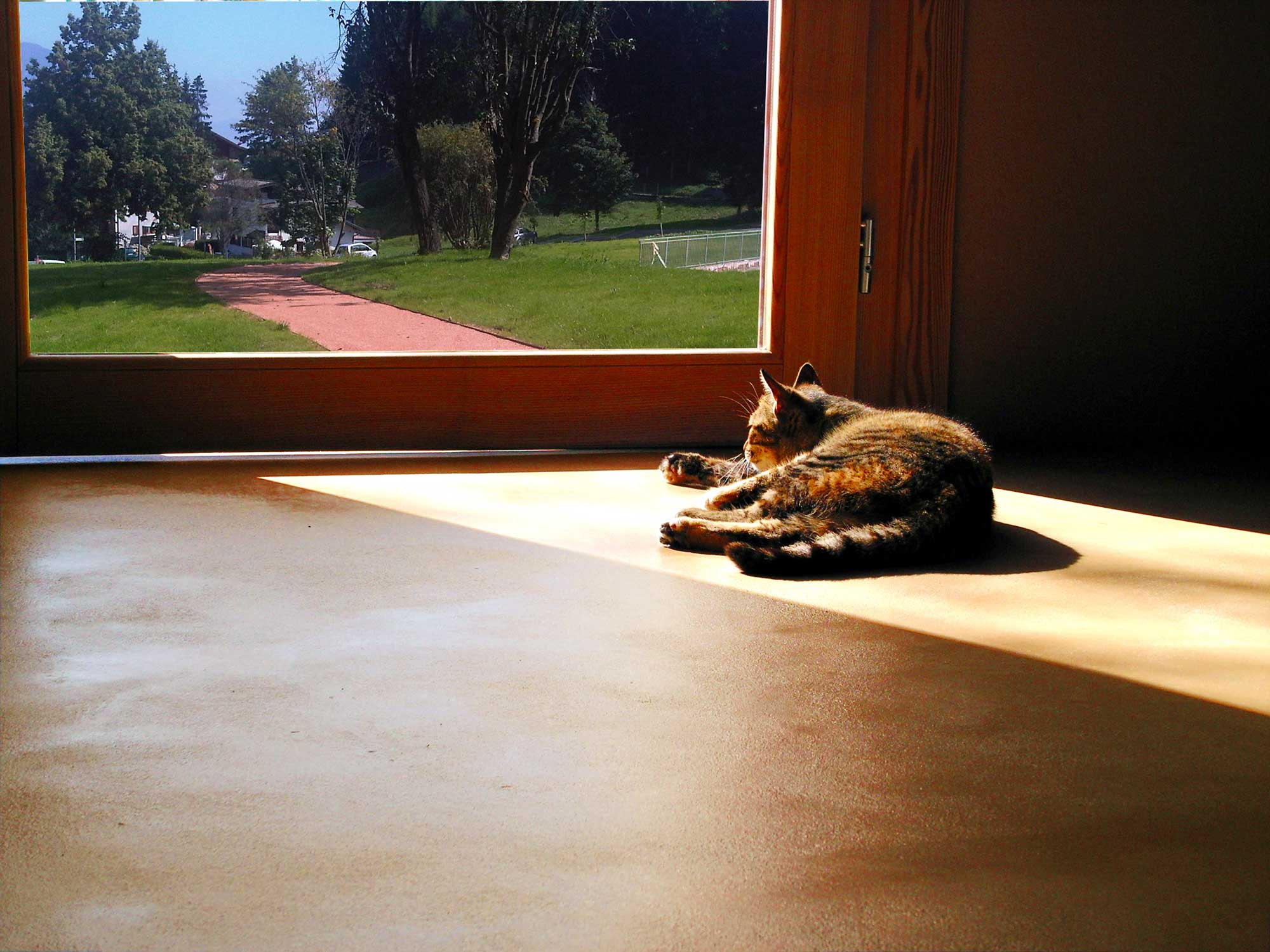 ClayPutty: il pavimento naturale che unisce estetica, tecnologia e sostenibilità 5 Gatto sdraiato al sole su un pavimento in terra cruda, davanti a una grande finestra con vista su un giardino verde e alberi.