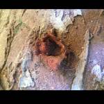 restauro iin argilla 25